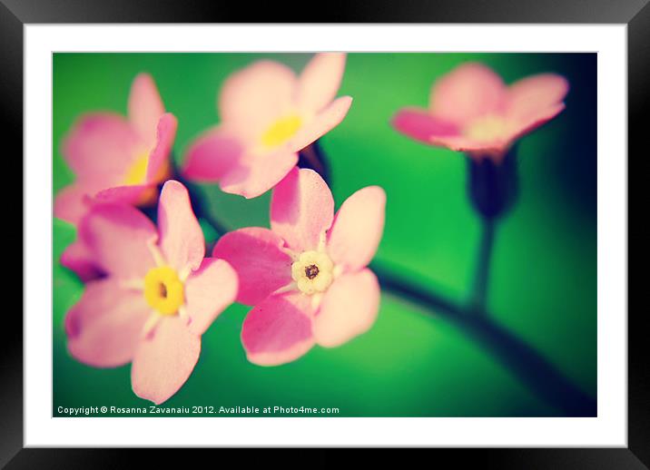 Pink-Forget-Me-not. Framed Mounted Print by Rosanna Zavanaiu