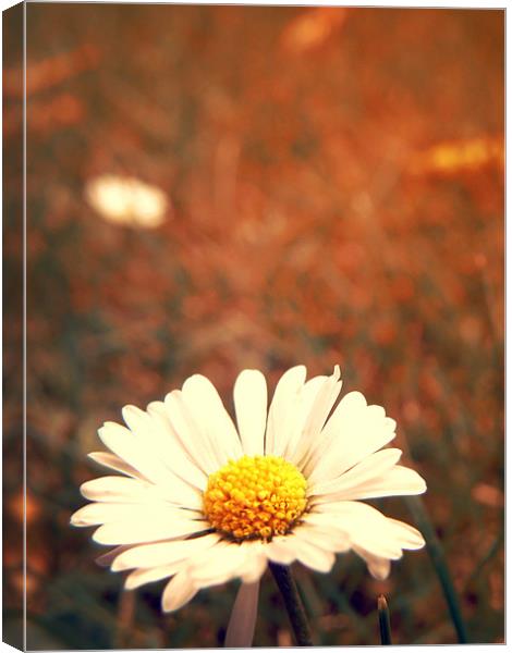 Daisy Day Canvas Print by Andrew Bailey