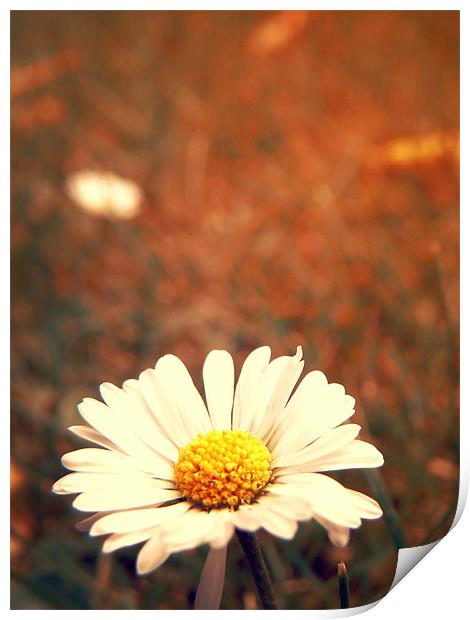Daisy Day Print by Andrew Bailey