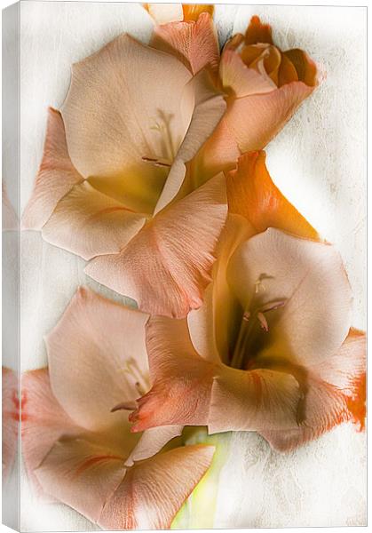 Peach Gladiolus Flowers Canvas Print by Jacqi Elmslie