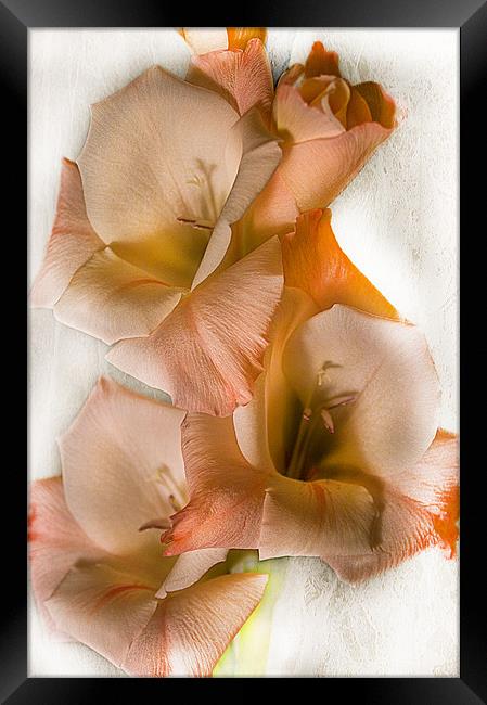Peach Gladiolus Flowers Framed Print by Jacqi Elmslie