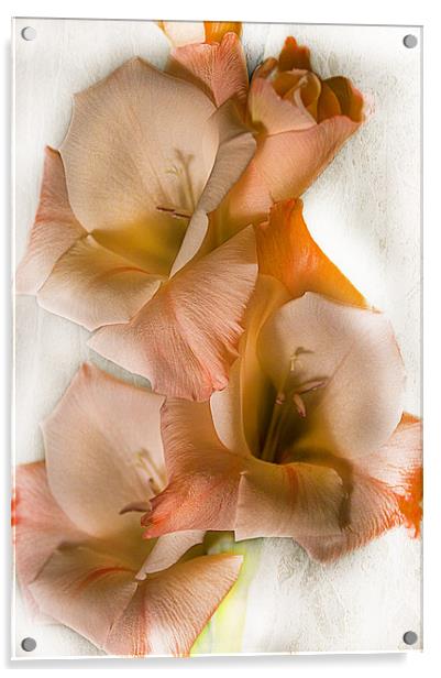 Peach Gladiolus Flowers Acrylic by Jacqi Elmslie