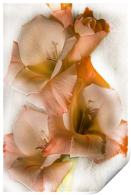 Peach Gladiolus Flowers Print by Jacqi Elmslie