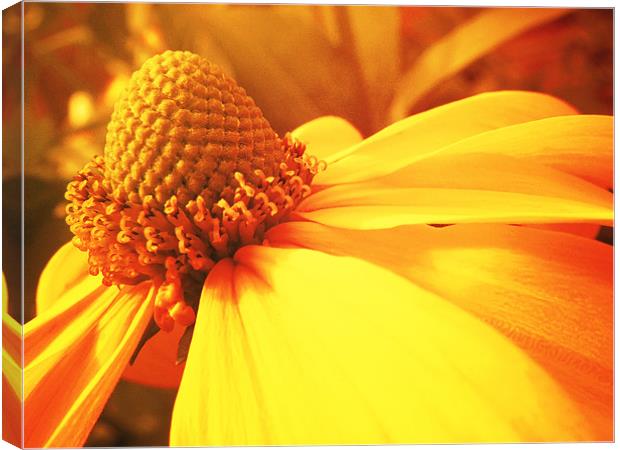 Summer Flower Canvas Print by Andrew Bailey