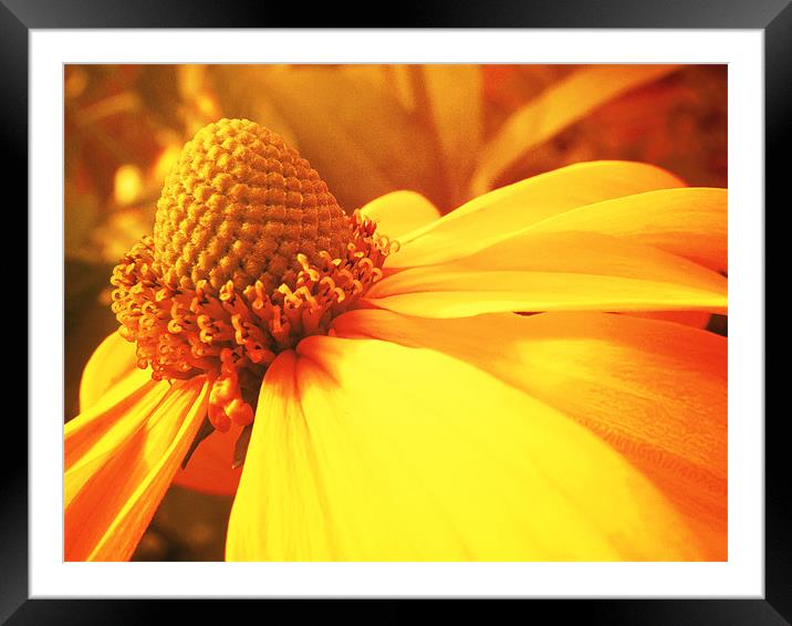 Summer Flower Framed Mounted Print by Andrew Bailey