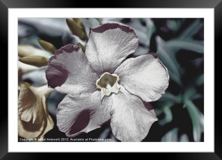 Beautiful Partial Color Flower Framed Mounted Print by Isabel Antonelli