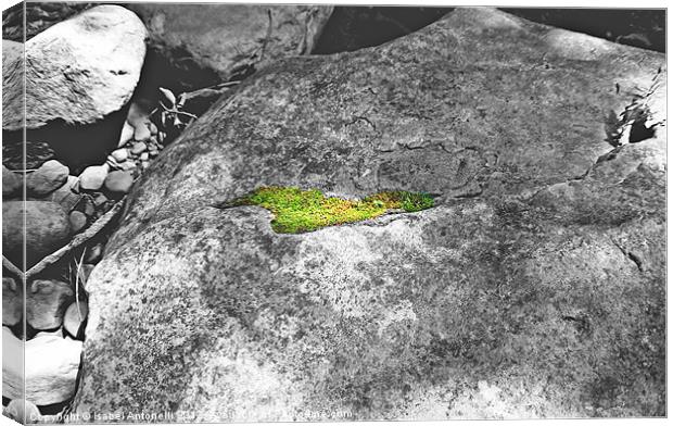 rock with moss partial coloring Canvas Print by Isabel Antonelli