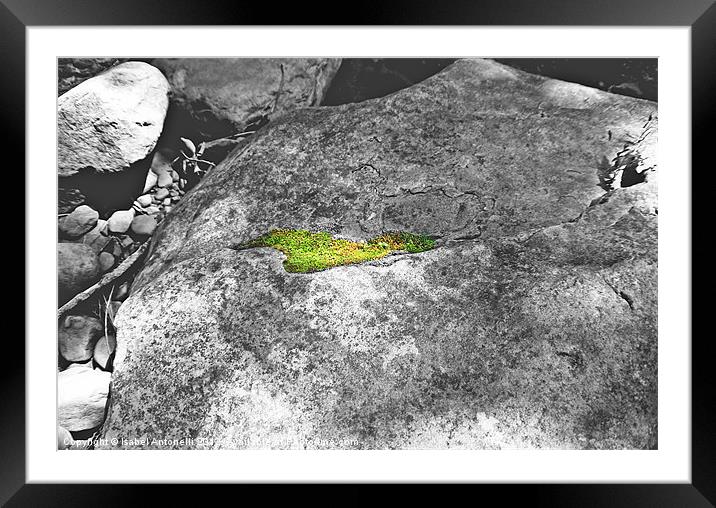 rock with moss partial coloring Framed Mounted Print by Isabel Antonelli