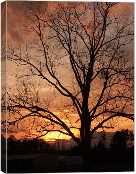 Sunset behind The Tree Canvas Print by Elizabeth Boone