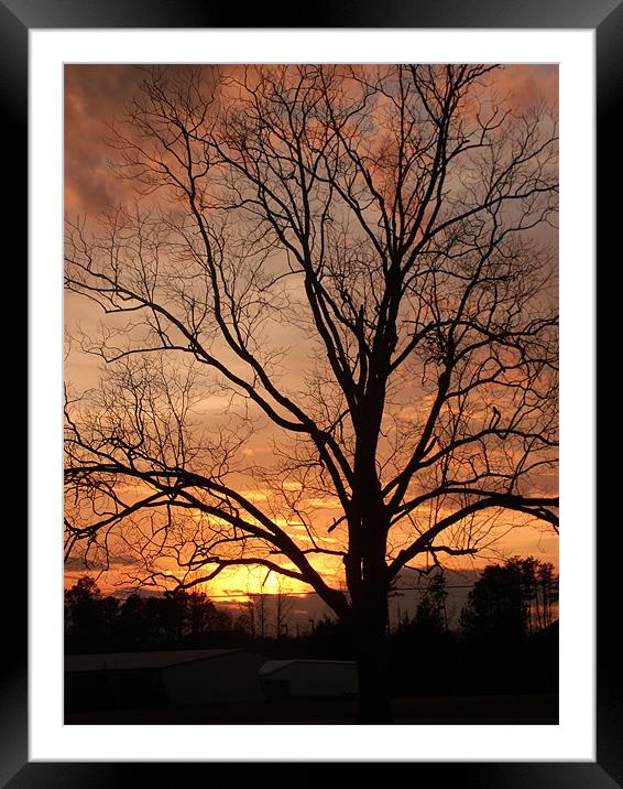 Sunset behind The Tree Framed Mounted Print by Elizabeth Boone