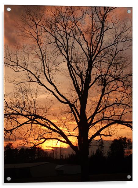 Sunset behind The Tree Acrylic by Elizabeth Boone