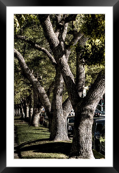 Sidewalk Trees Framed Mounted Print by Panas Wiwatpanachat