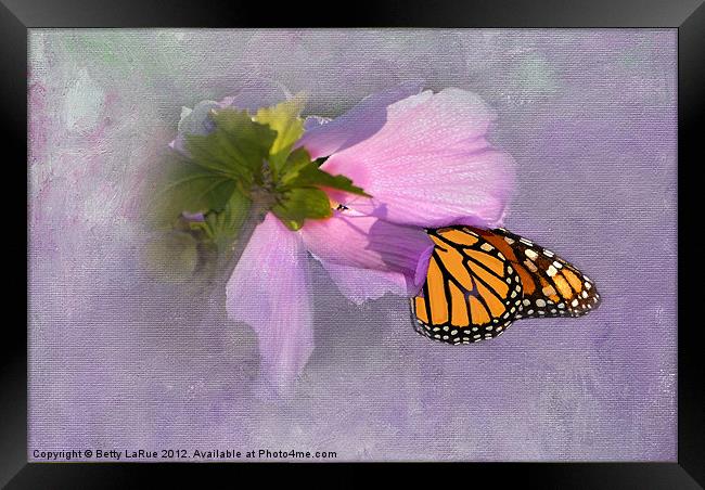 Sunlit Monarch Butterfly Framed Print by Betty LaRue