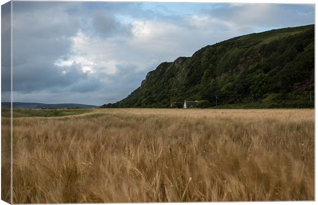 Swaying wheat field Canvas Print by Sam Smith