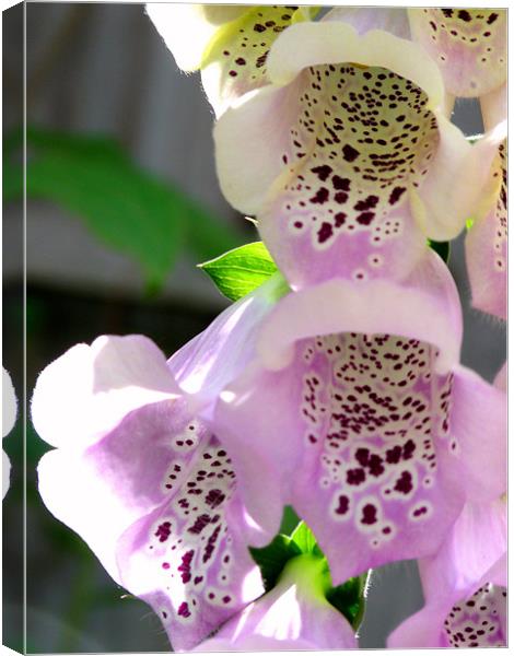 Foxglove Canvas Print by Noreen Linale