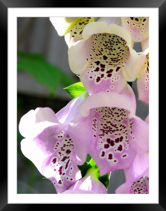 Foxglove Framed Mounted Print by Noreen Linale