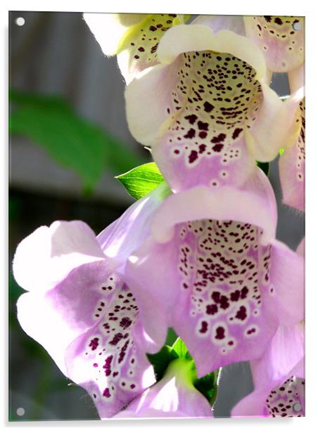 Foxglove Acrylic by Noreen Linale