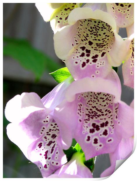 Foxglove Print by Noreen Linale