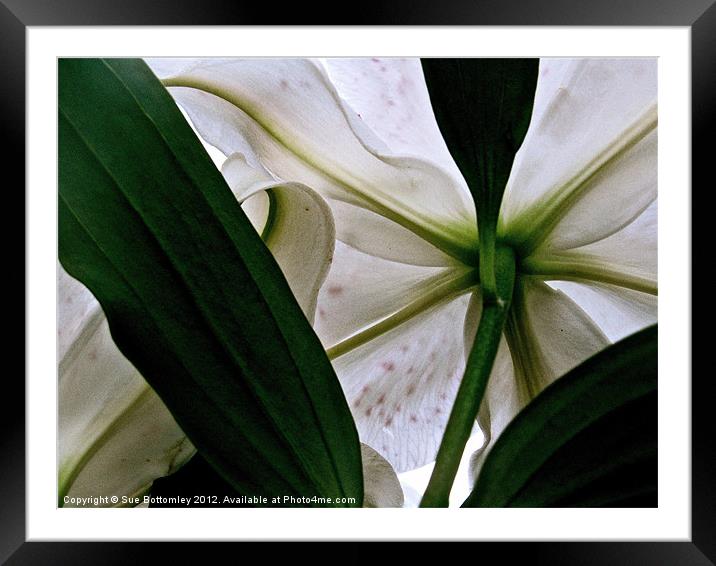 View from under white Lily Framed Mounted Print by Sue Bottomley