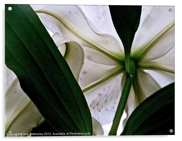 View from under white Lily Acrylic by Sue Bottomley