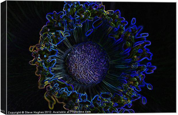 Glowing edges of an Anemone Canvas Print by Steve Hughes