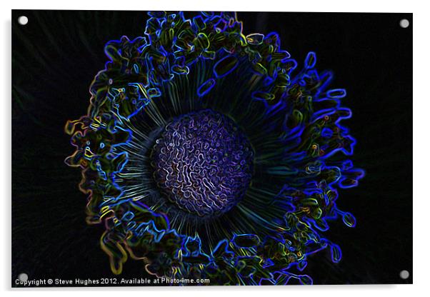 Glowing edges of an Anemone Acrylic by Steve Hughes