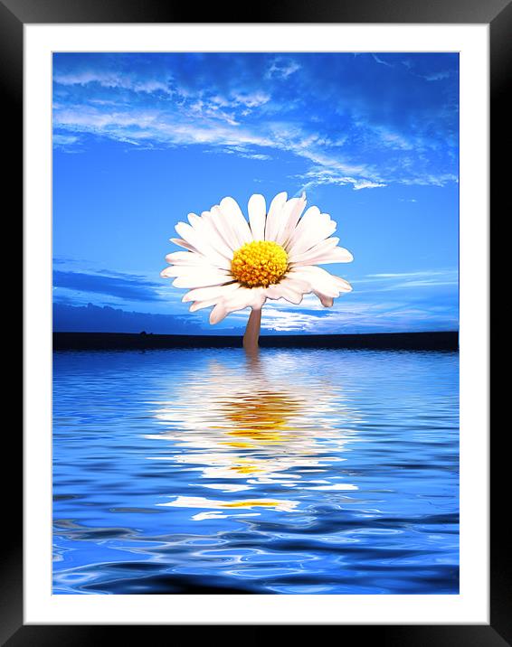 Daisy Blues Framed Mounted Print by Andrew Bailey