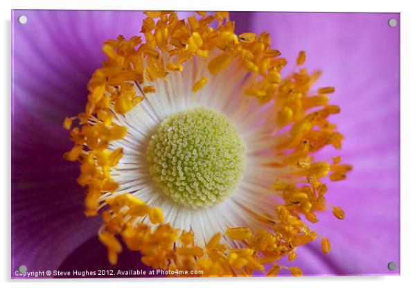 Macro of Anemone flower Acrylic by Steve Hughes