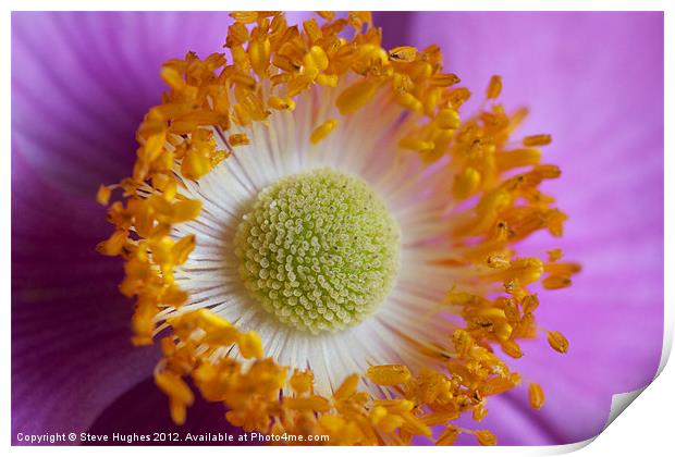 Macro of Anemone flower Print by Steve Hughes