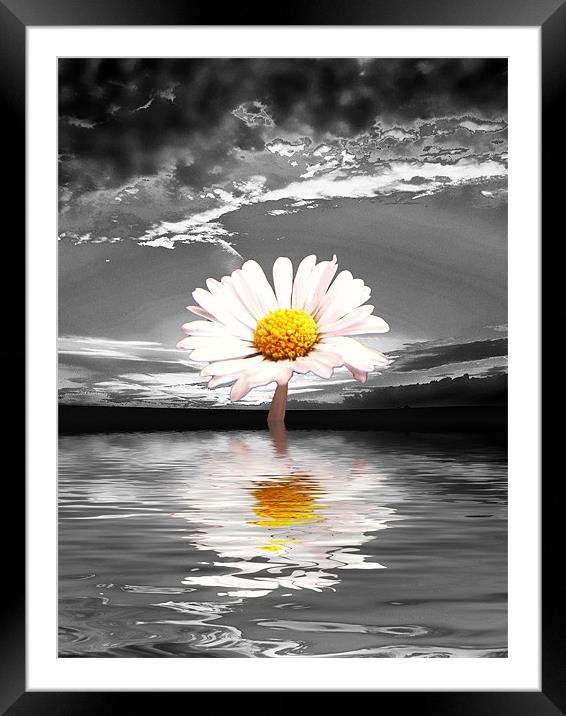 Daisy Black Framed Mounted Print by Andrew Bailey