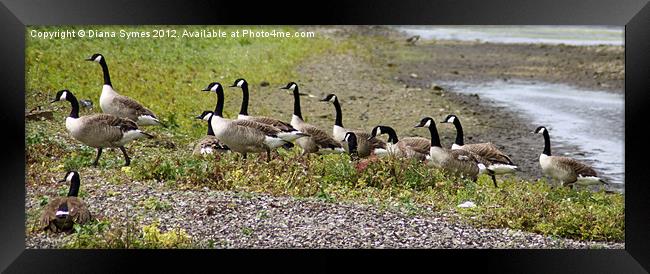 Geese out for a Stroll Framed Print by Diana Symes