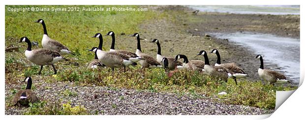 Geese out for a Stroll Print by Diana Symes
