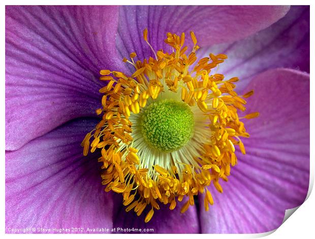 Pink Anemone flower macro Print by Steve Hughes
