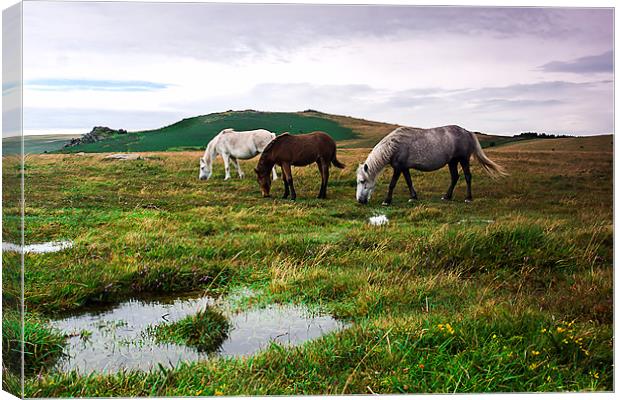 Three Dartmoor Pony`s Canvas Print by kevin wise