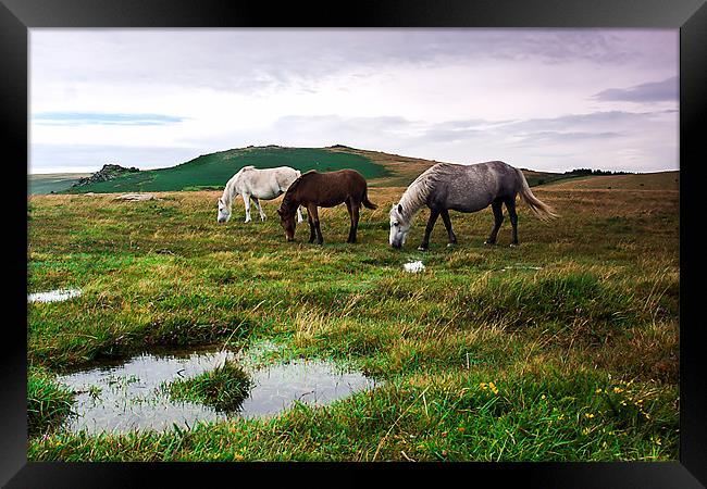 Three Dartmoor Pony`s Framed Print by kevin wise