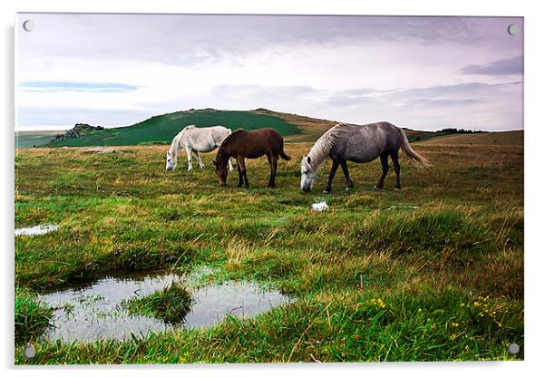 Three Dartmoor Pony`s Acrylic by kevin wise