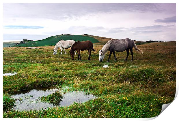 Three Dartmoor Pony`s Print by kevin wise