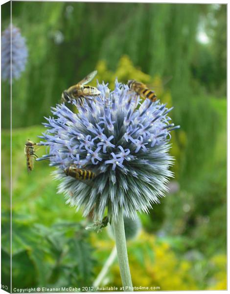 Summer Echinops! Canvas Print by Eleanor McCabe