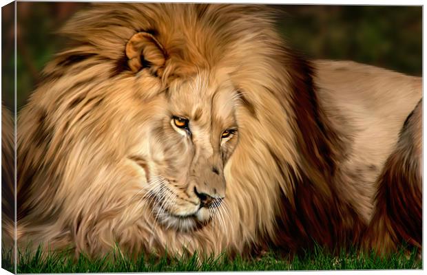 Cameron the Lion Canvas Print by Big Cat Rescue