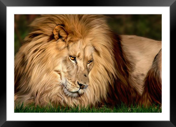 Cameron the Lion Framed Mounted Print by Big Cat Rescue