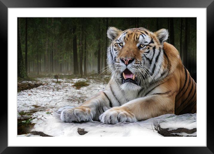TJ the Tiger Framed Mounted Print by Big Cat Rescue
