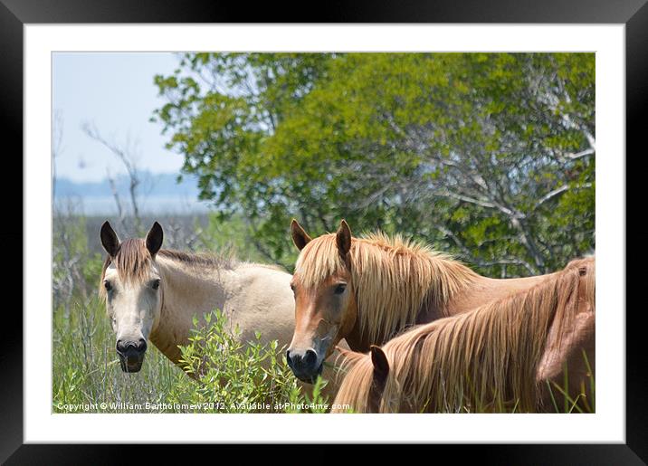 Gazing Horses Framed Mounted Print by Beach Bum Pics