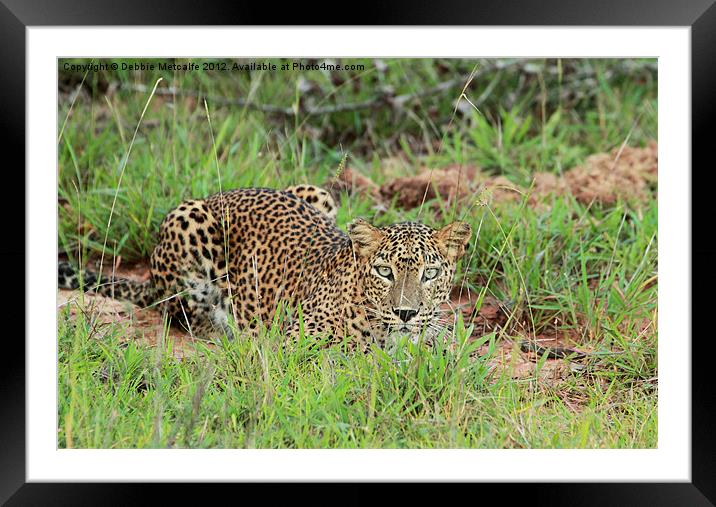 Leopard in Yala National Park, Sri Lanka Framed Mounted Print by Debbie Metcalfe