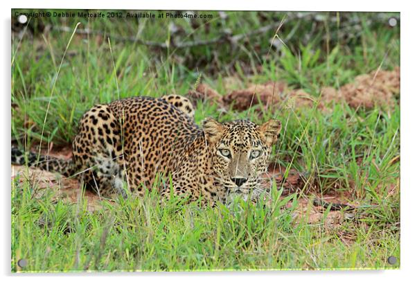 Leopard in Yala National Park, Sri Lanka Acrylic by Debbie Metcalfe