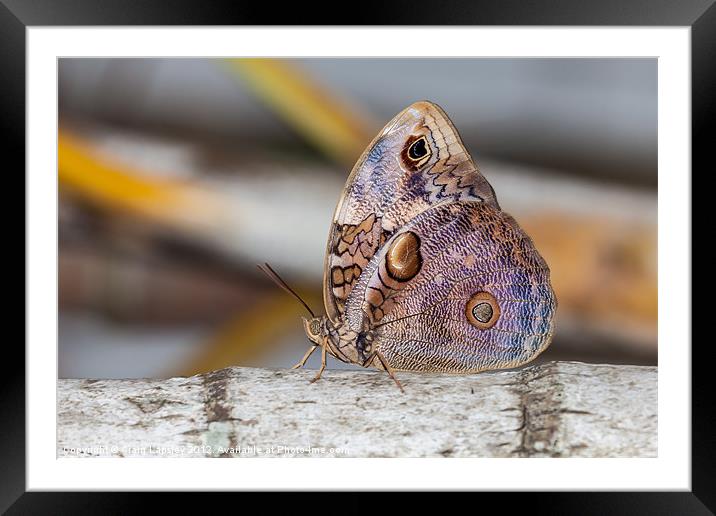 Owl Butterfly Framed Mounted Print by Craig Lapsley