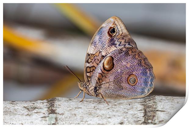 Owl Butterfly Print by Craig Lapsley