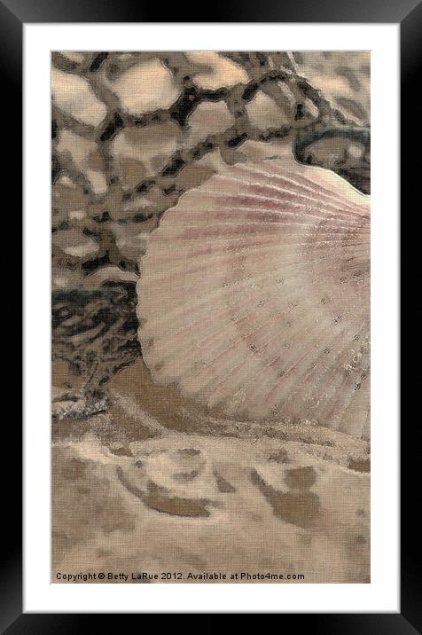 Scallop Sea Shell Framed Mounted Print by Betty LaRue