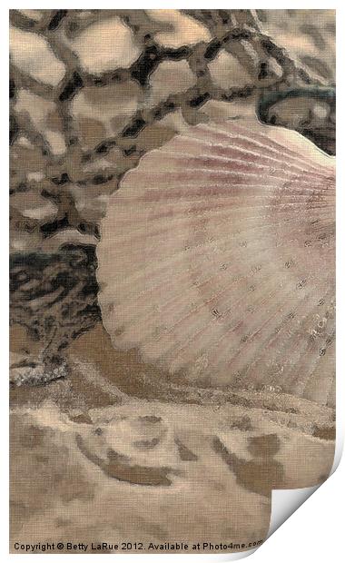 Scallop Sea Shell Print by Betty LaRue