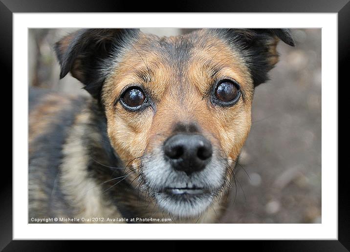 Little Dog, Big Eyes Framed Mounted Print by Michelle Orai