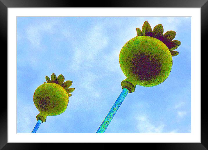 Seed Heads Framed Mounted Print by Noreen Linale